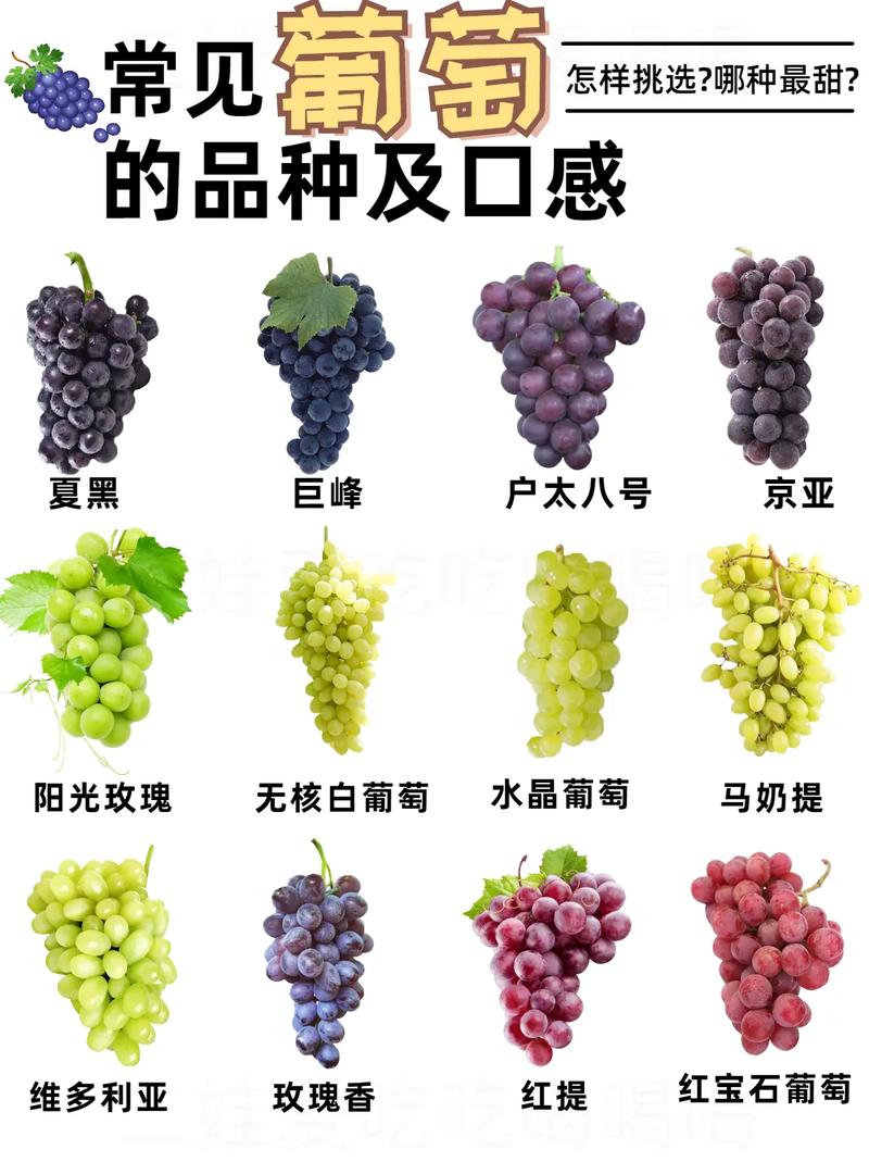 北方适合种哪些葡萄品种？-图3
