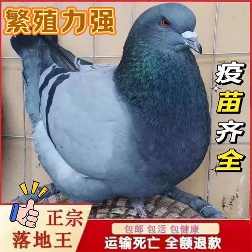 肉鸽种鸽价格多少？批发哪里靠谱？-图1