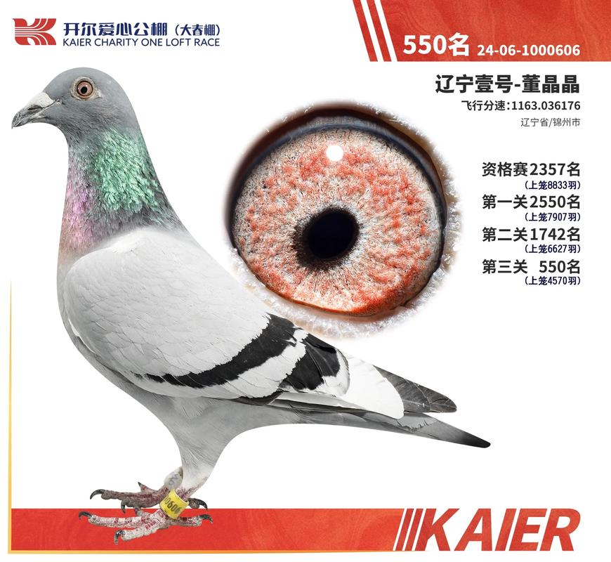 肉鸽种鸽价格多少？批发哪里靠谱？-图2