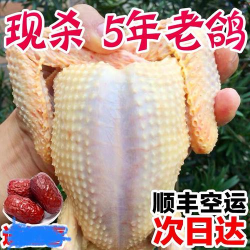 肉鸽种鸽价格多少？批发哪里靠谱？-图3