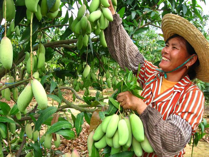 北方芒果如何成功种植？-图2