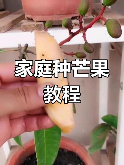 北方芒果如何成功种植？-图3