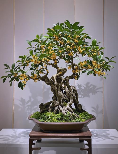 桂花盆景选什么品种好？-图1