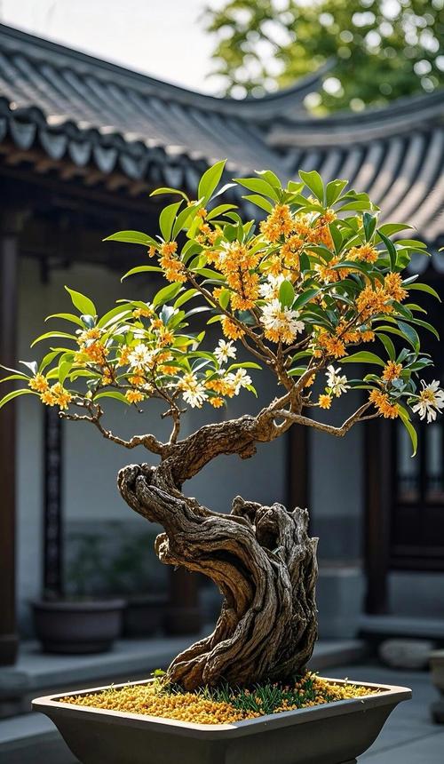 桂花盆景选什么品种好？-图3