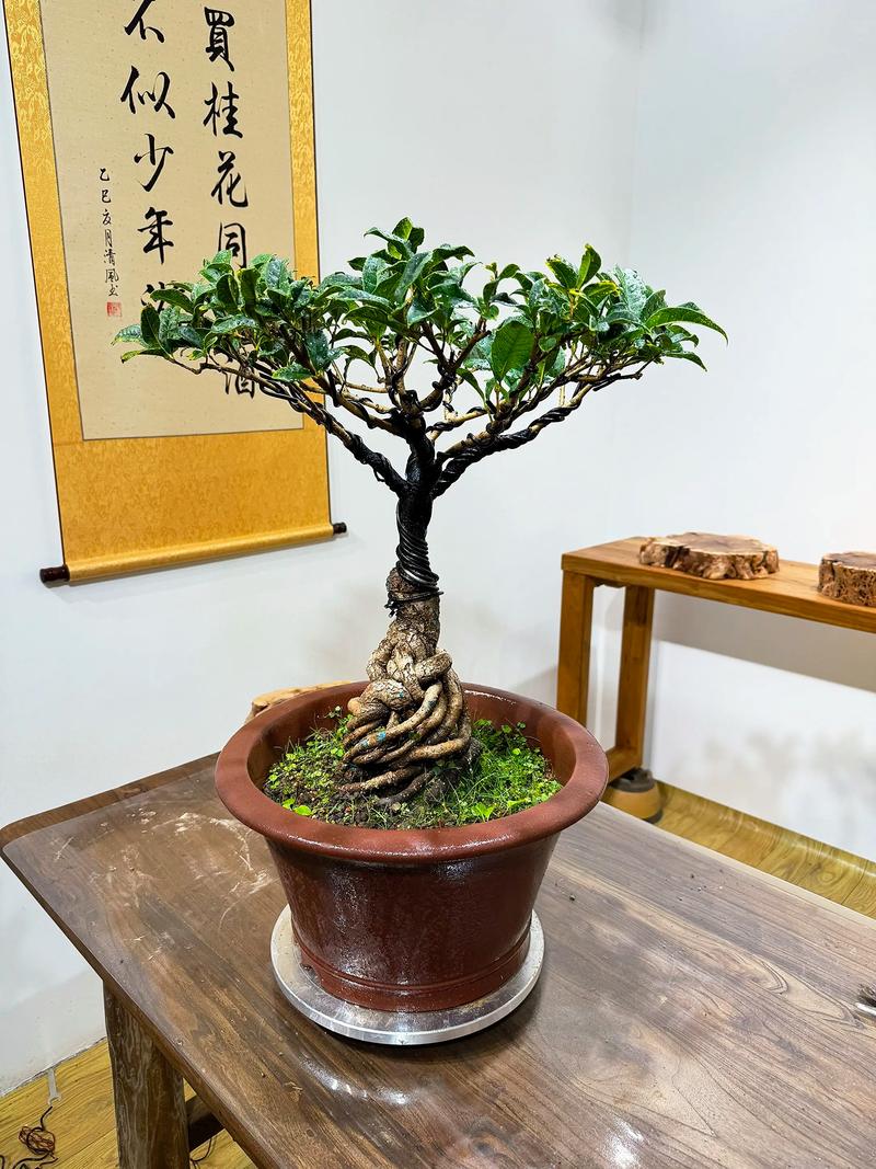 桂花盆景选什么品种好？-图2