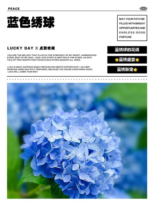 蓝色绣球哪个品种最好？-图3