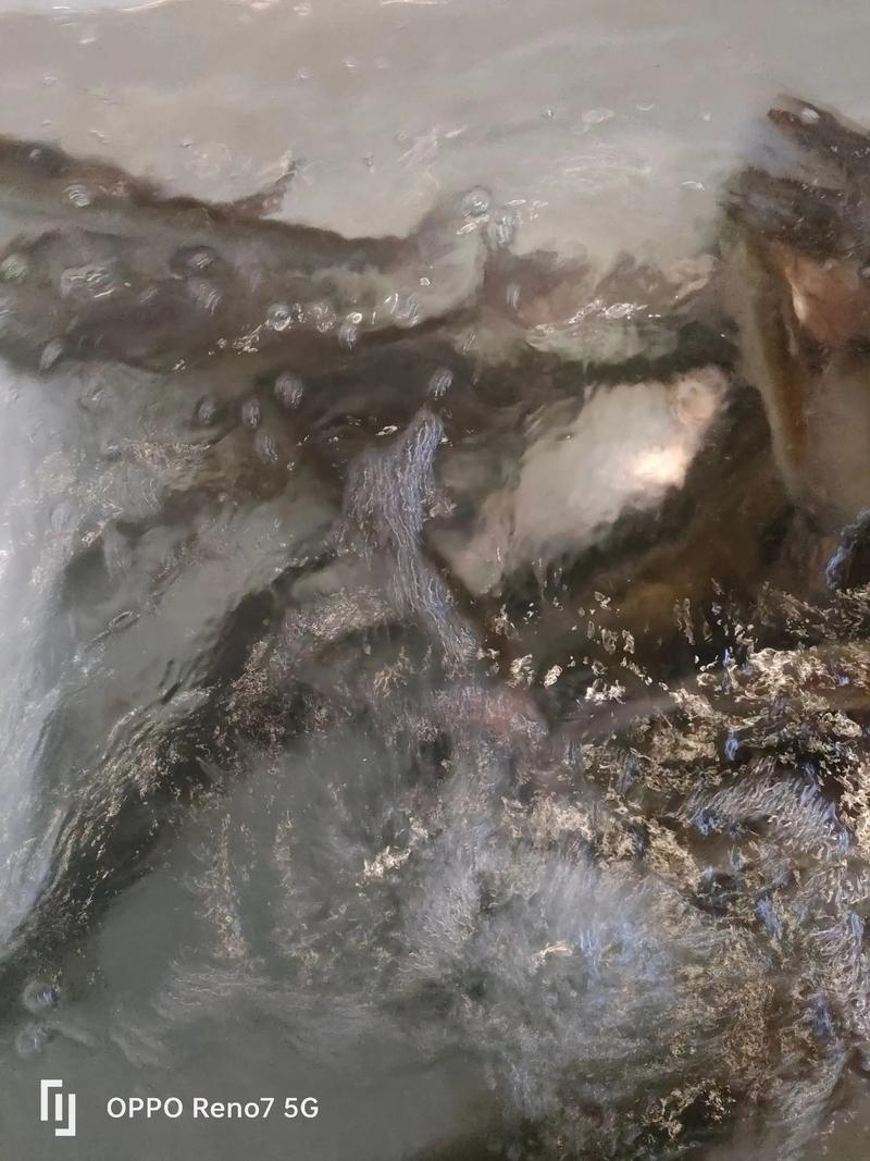 大白鱼价格2025年-图2