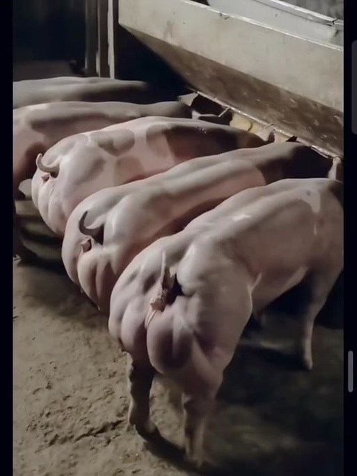 皮特兰猪养殖技术视频有哪些关键要点?-图1 皮特兰猪养殖技术视频有哪些关键要点?-图1