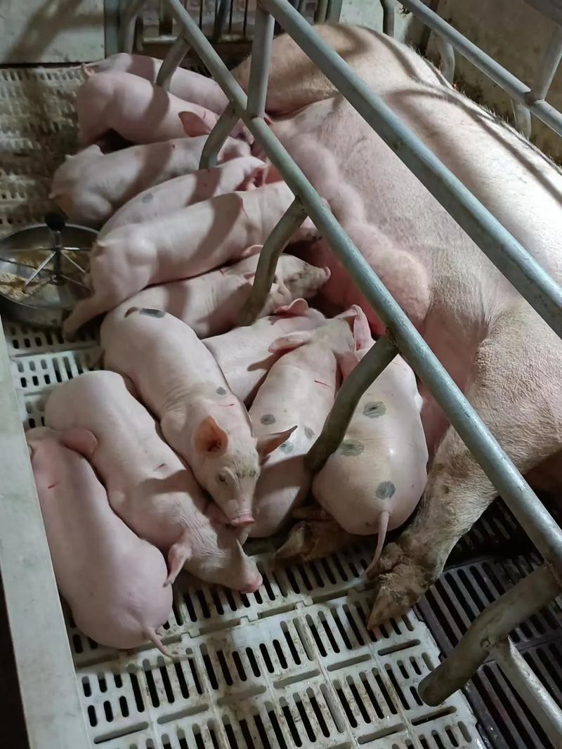 皮特兰猪养殖技术视频有哪些关键要点?-图3 皮特兰猪养殖技术视频有哪些关键要点?-图3