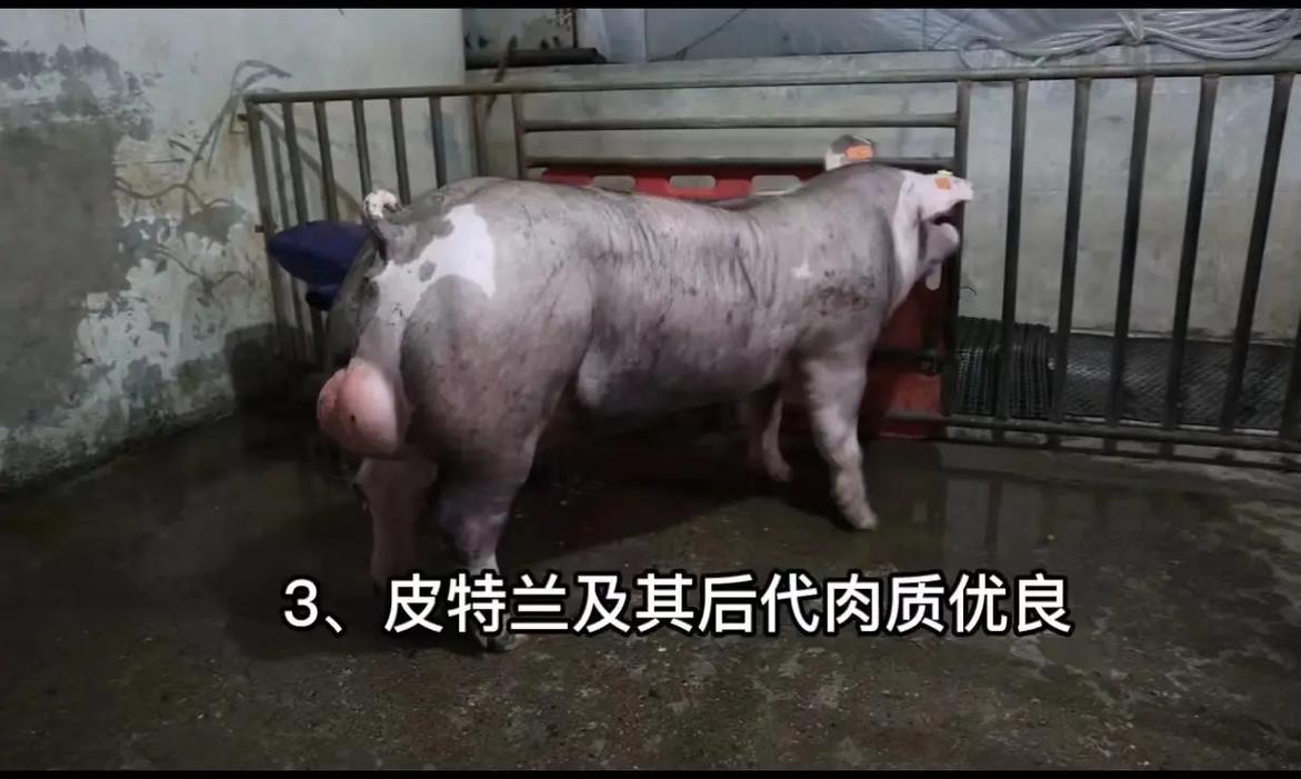 皮特兰猪养殖技术视频有哪些关键要点?-图2 皮特兰猪养殖技术视频有哪些关键要点?-图2