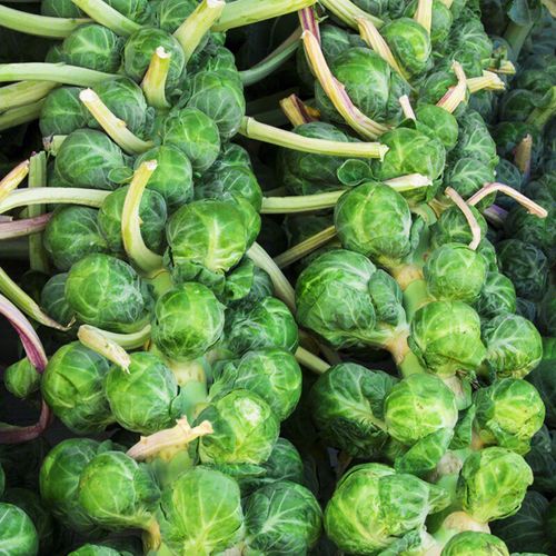 越冬甘蓝哪个品种抗寒又丰产？-图2