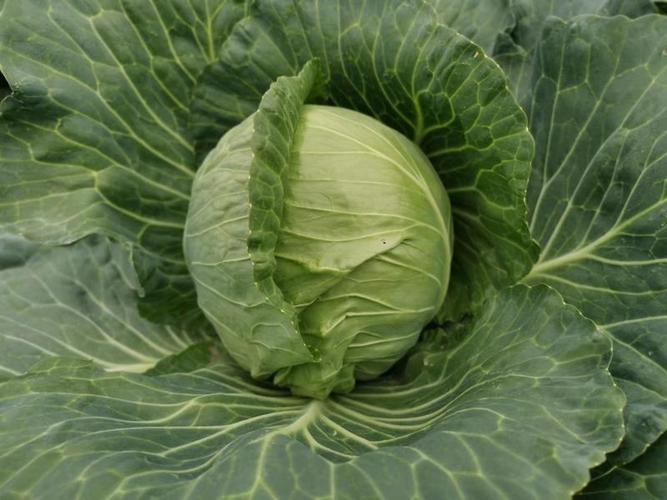 越冬甘蓝哪个品种抗寒又丰产？-图3