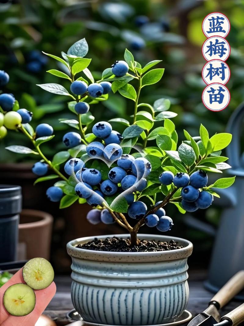 南方适合种哪些蓝莓品种？-图2