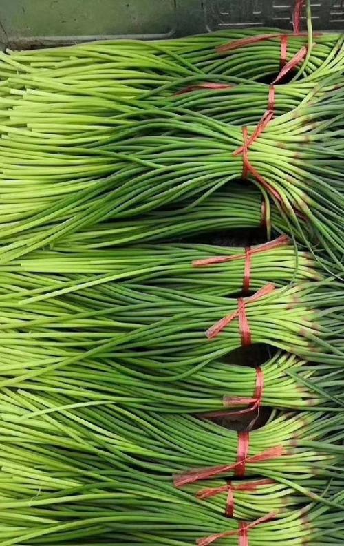 山东金乡今日蒜薹价格多少钱一斤？-图3