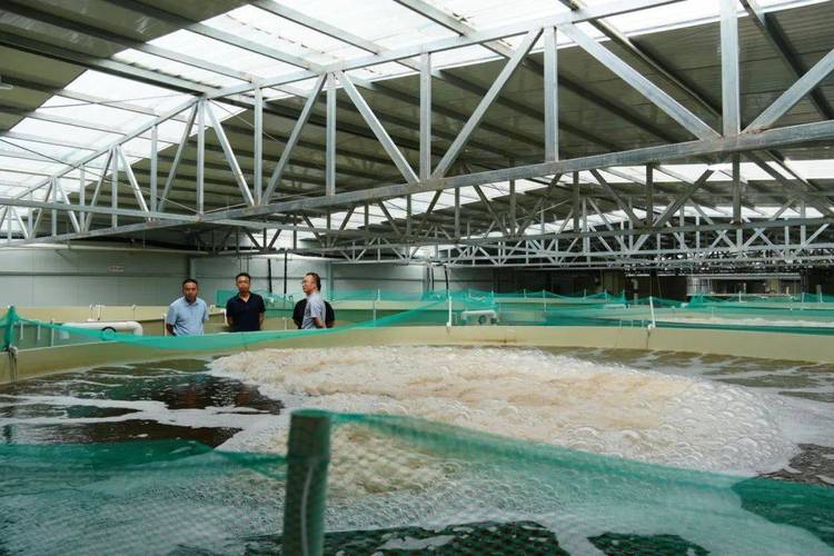 网箱养殖南美对虾技术要点有哪些？-图2