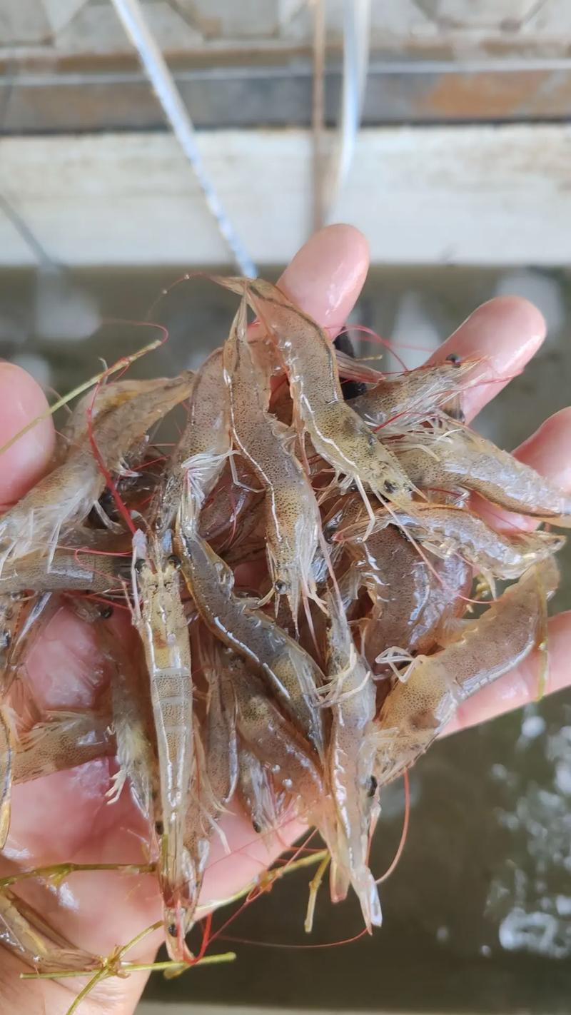 网箱养殖南美对虾技术要点有哪些？-图1