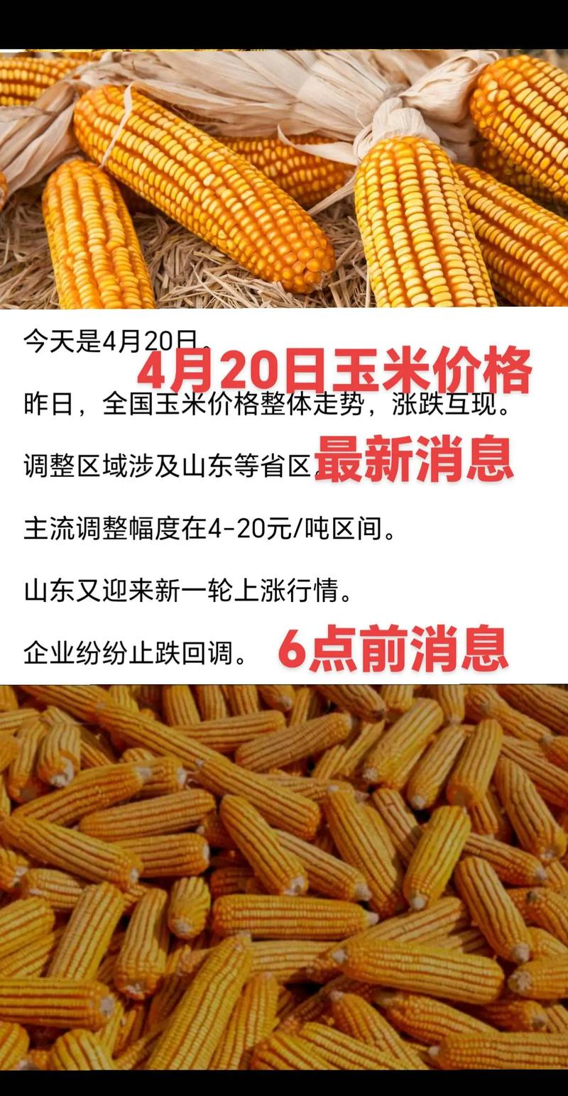 东北玉米最新价格多少钱一斤？-图3