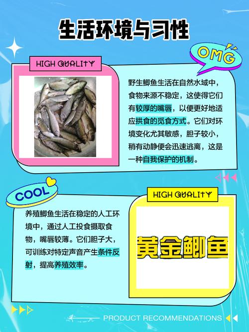 水产鲫鱼怎么养殖技术-图3