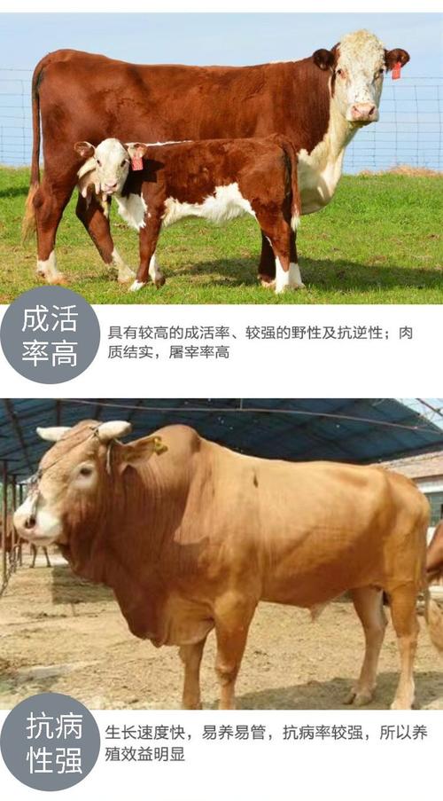 河南养牛，啥品种最优？-图1