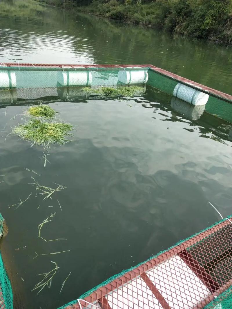 网箱蚂蝗养殖技术视频怎么学？-图1