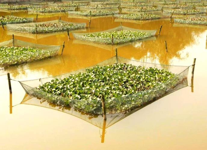 网箱蚂蝗养殖技术视频怎么学？-图3