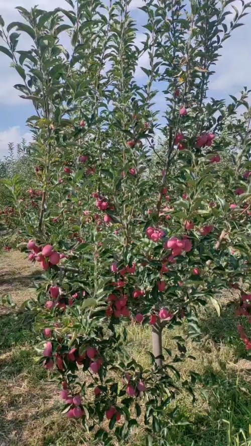 哪种海棠果树品种最好？-图1