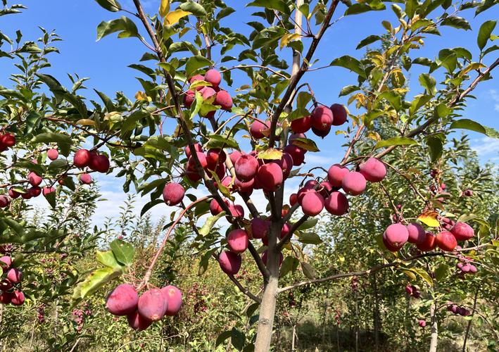 哪种海棠果树品种最好？-图2