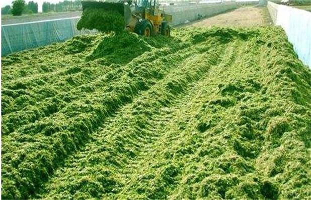 现代养牛青贮技术如何高效提升饲料利用率？-图1