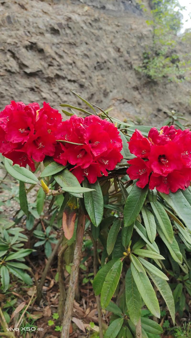 高山杜鹃最珍贵品种是哪一种？-图2