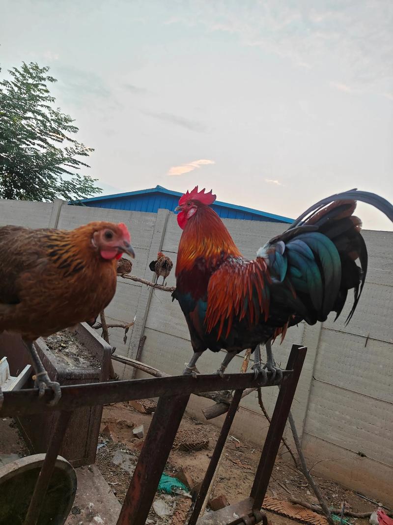土鸡饲养品种哪个更好-图3