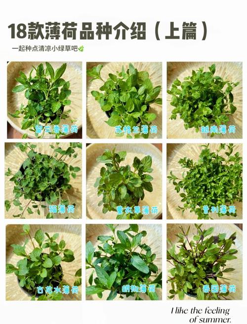 薄荷品种这么多，哪种适合你？-图1