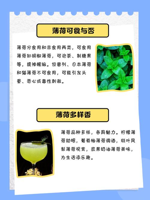 薄荷品种这么多，哪种适合你？-图2