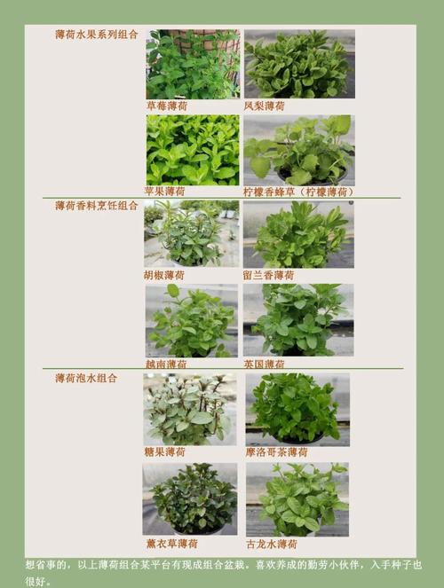 薄荷品种这么多，哪种适合你？-图3