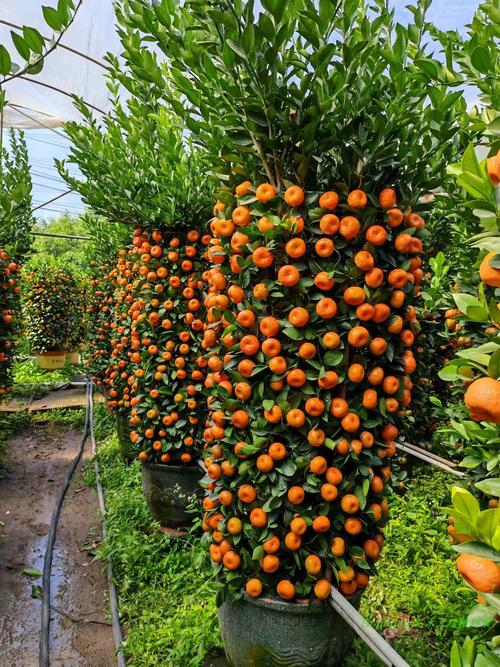 南方种桔子，哪些品种最合适？-图2
