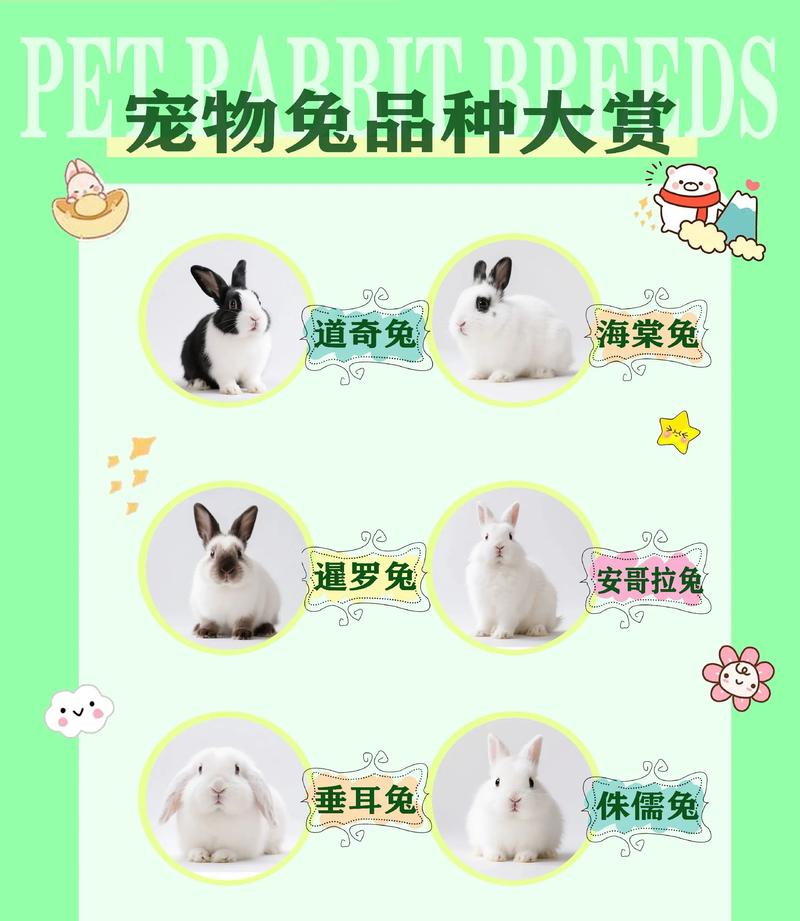 中国常见养殖兔子品种有哪些？-图1