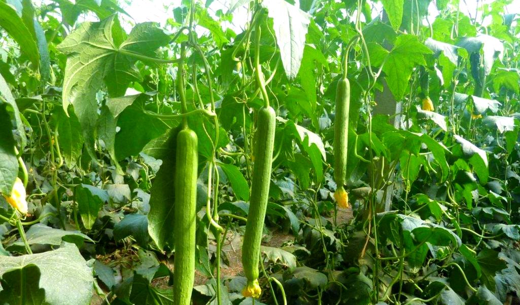 冬季大棚丝瓜咋种植才高产？-图2