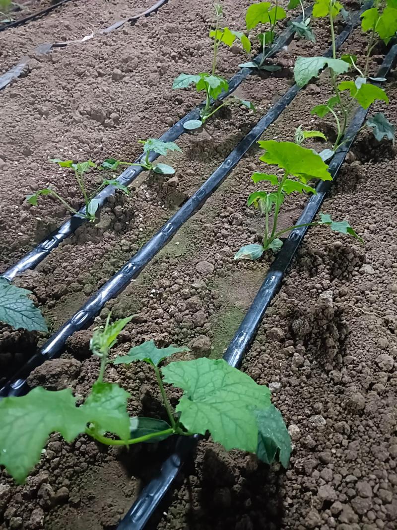 冬季大棚丝瓜咋种植才高产？-图3