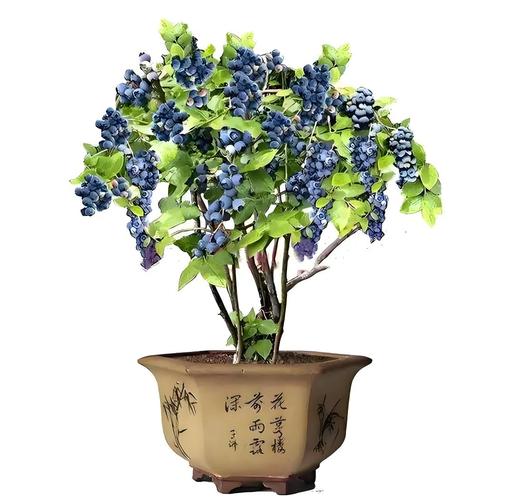 南方盆栽蓝莓，哪些品种更适合？-图3