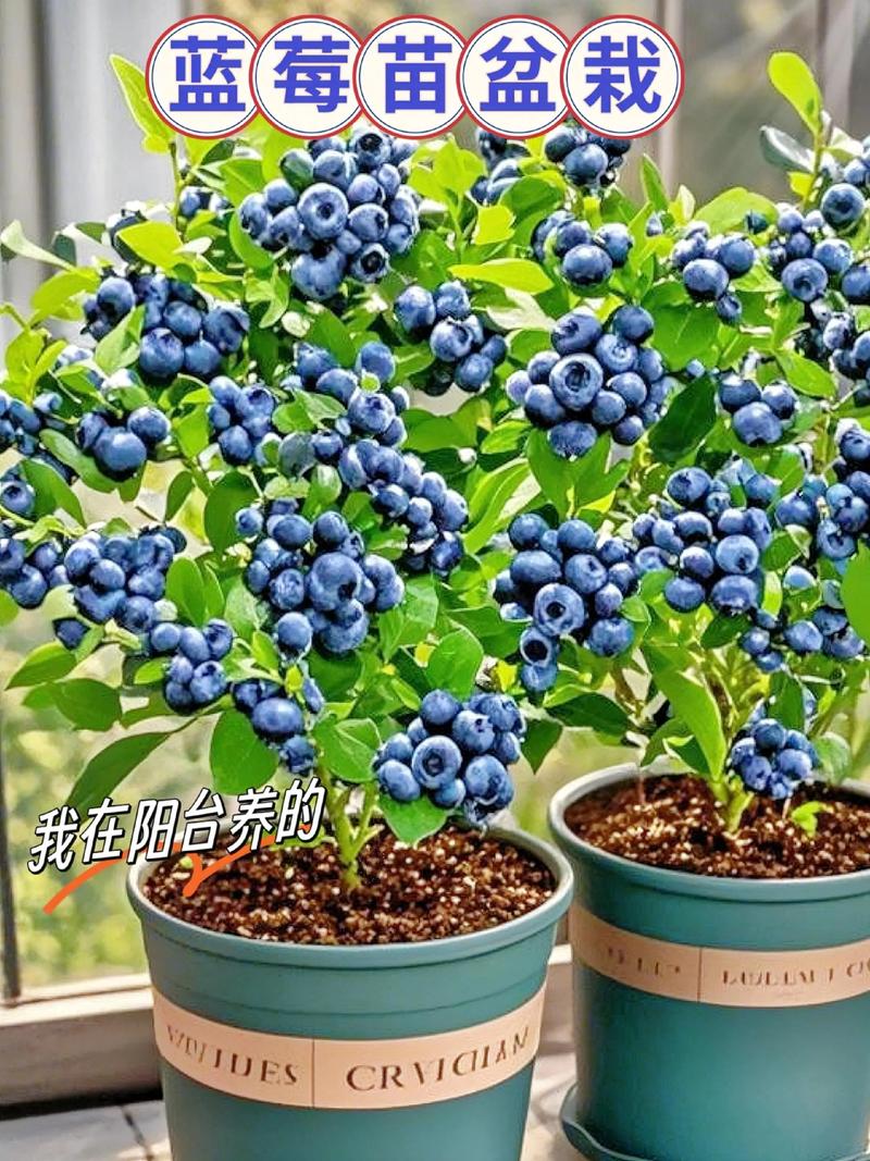 南方盆栽蓝莓，哪些品种更适合？-图2