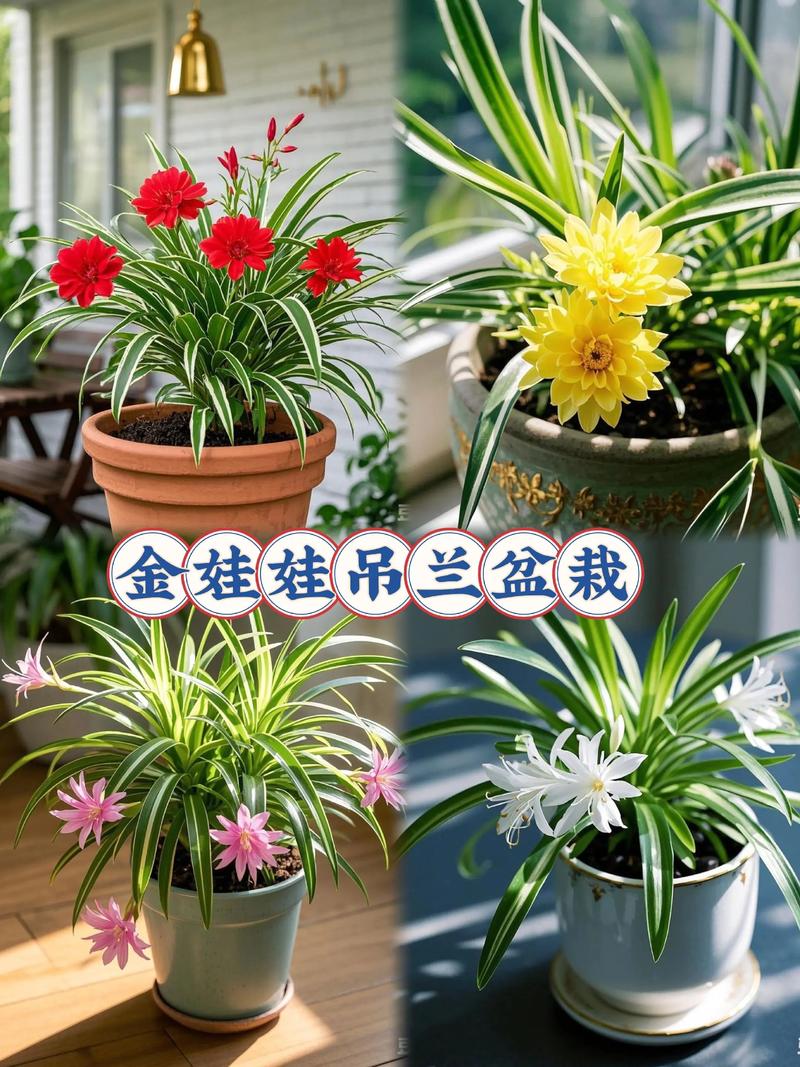 吊兰有哪些常见品种？-图1