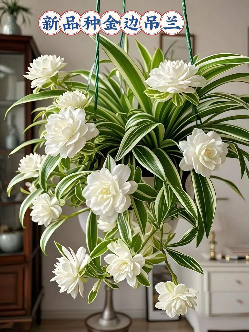 吊兰有哪些常见品种？-图2