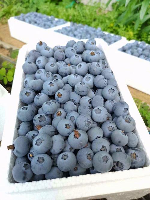 南方哪种蓝莓品种最好吃？-图1