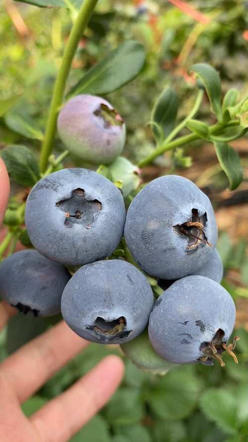 南方哪种蓝莓品种最好吃？-图2