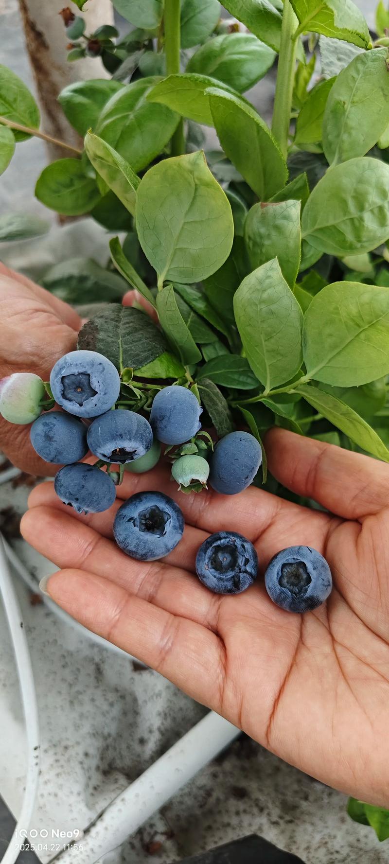 南方哪种蓝莓品种最好吃？-图3