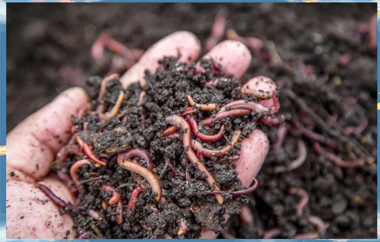 蚯蚓养鸡技术视频下集-图1