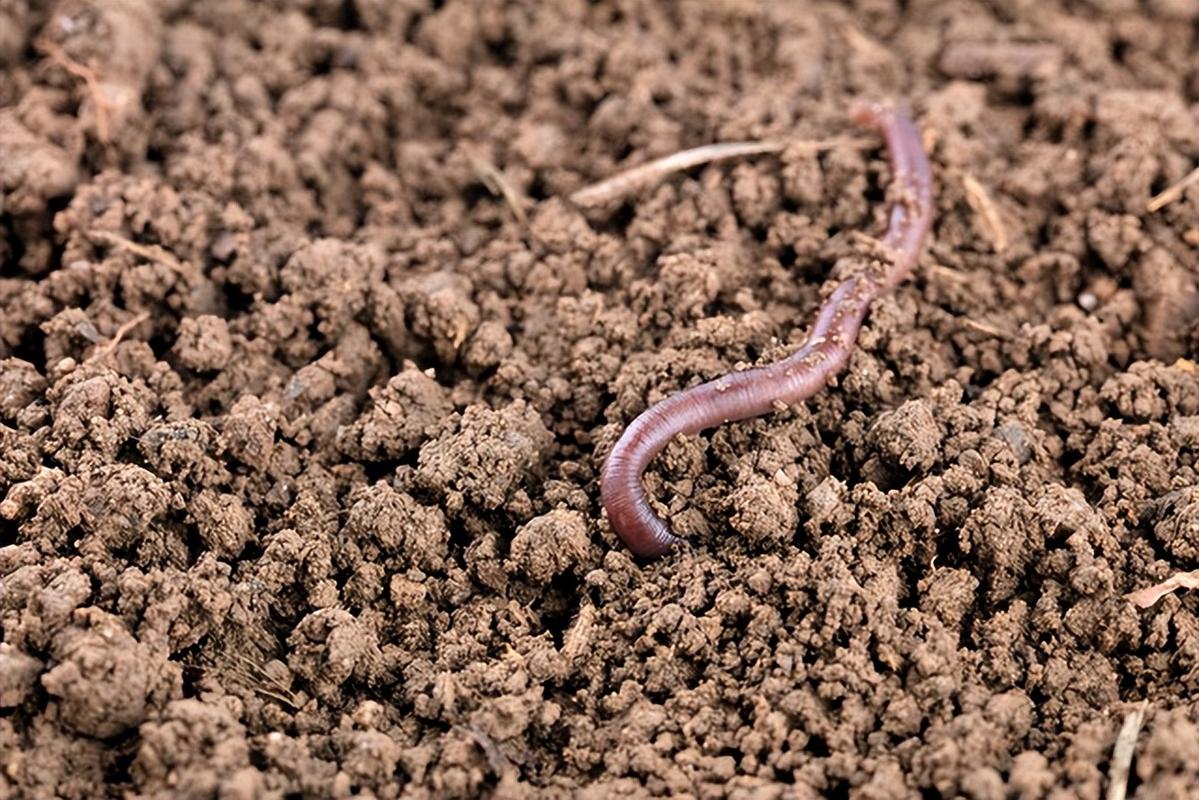 蚯蚓养鸡技术视频下集-图3