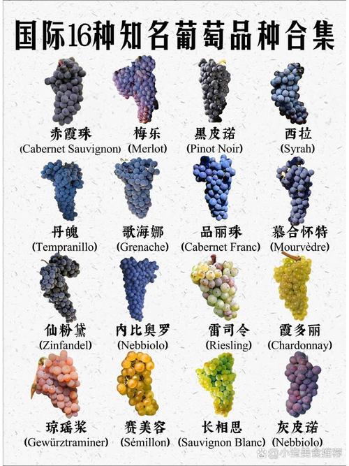 葡萄品种图片大全，有哪些常见品种？-图3