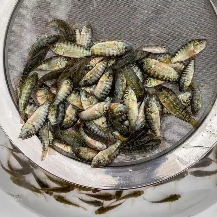 海南淡水养殖什么品种-图2