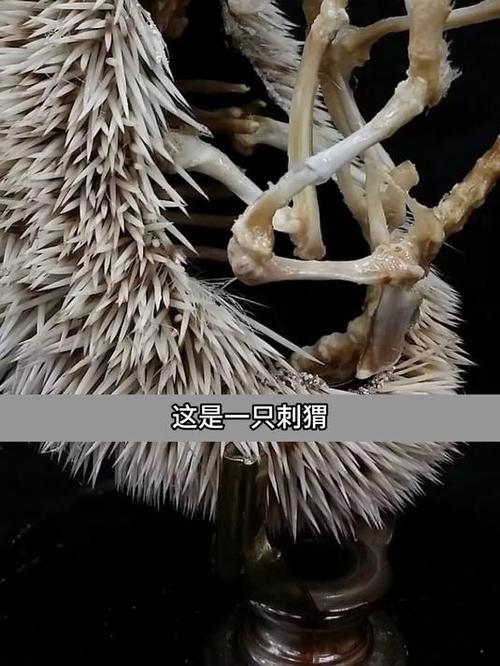 如何从外观区分不同豪猪品种？-图2