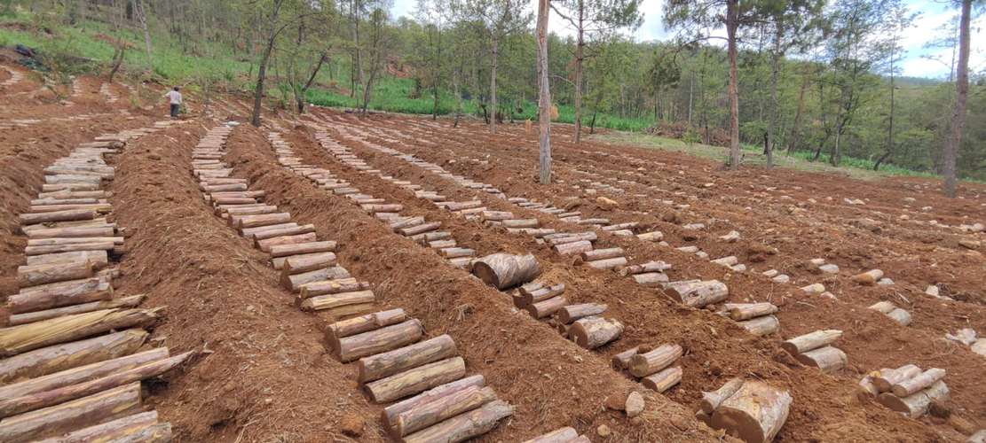 茯苓复式种植技术要点有哪些？-图1